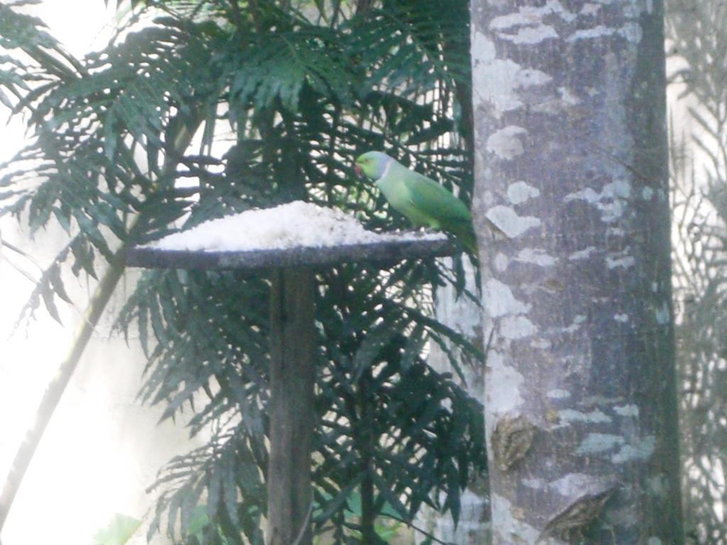 Bird Villa Galle Quarto foto